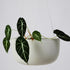 Angus & Celeste Glazed Earth Hanging Planter - Ash Grey